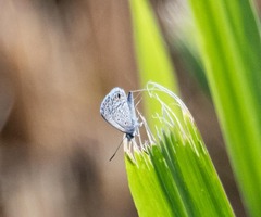 Hemiargus hanno