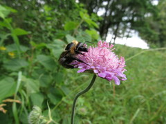 Bombus pascuorum