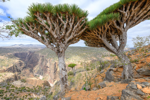 Dragon's blood tree (Dracaena cinnabari)