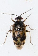 Orthops basalis