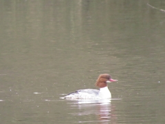 Mergus merganser merganser