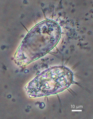 Euglypha filifera