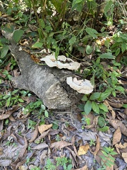 Trametes menziesii