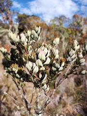 Bejaria resinosa