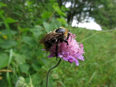 Bombus pascuorum