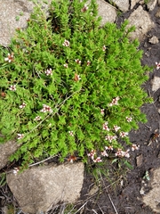 Crassula dependens