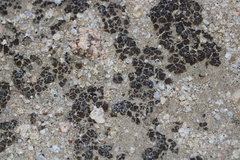 Placidium squamulosum