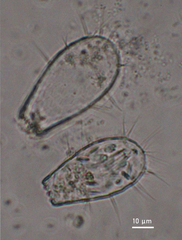 Euglypha filifera