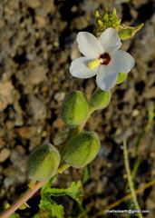 Magnoliopsida