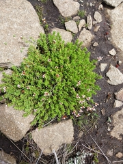Crassula dependens