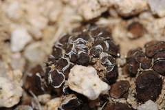 Placidium squamulosum