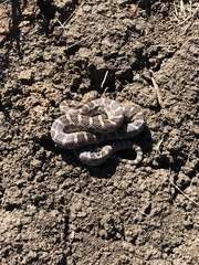 Pantherophis emoryi
