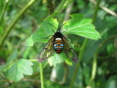 Autochloris jansonis