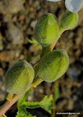 Magnoliopsida