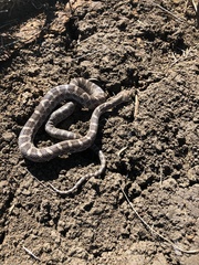 Pantherophis emoryi