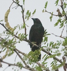 Quiscalus lugubris