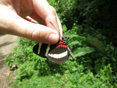 Heliconius hewitsoni