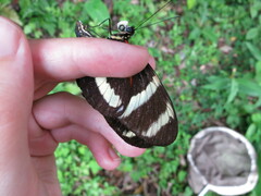Heliconius pachinus