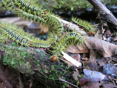 Hemileucinae