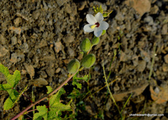 Magnoliopsida