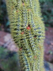 Hemileucinae