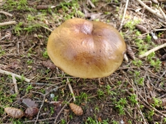 Cyanoboletus pulverulentus