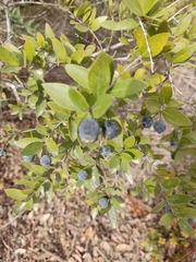 Myrtus communis