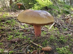 Cyanoboletus pulverulentus