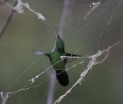 Orthorhyncus cristatus