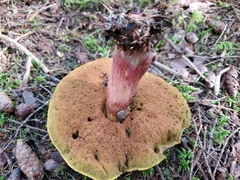 Cyanoboletus pulverulentus