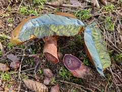 Cyanoboletus pulverulentus