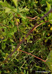 Magnoliopsida