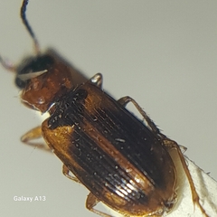 Anthracus consputus