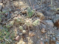 Grusonia