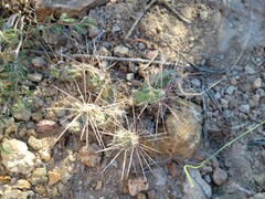 Grusonia