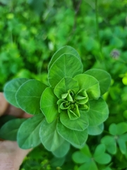 Euphorbia helioscopia