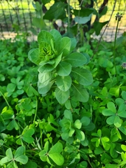 Euphorbia helioscopia