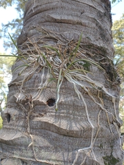 Brassavola tuberculata