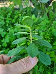 Euphorbia helioscopia