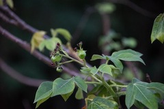 Jatropha