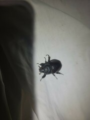 Strategus aloeus