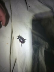 Strategus aloeus