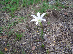 Zephyranthes atamasco