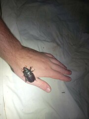 Strategus aloeus