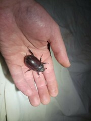 Strategus aloeus