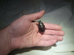 Strategus aloeus