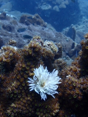 Sabellastarte magnifica