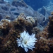 Sabellastarte magnifica
