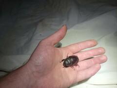 Strategus aloeus