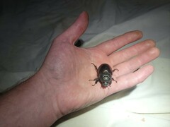 Strategus aloeus